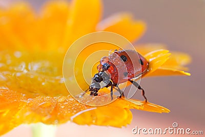 Insects in the nature Stock Photo