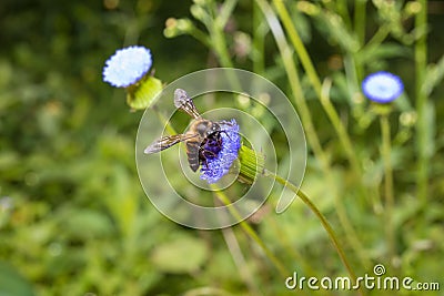 Insects Nature Photography, Pyin Oo Lwin Stock Photo