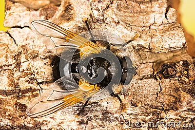 Noon Fly, Noonday Fly, Mesembrina meridiana Stock Photo