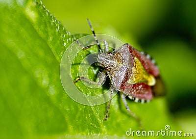 Insects, pentatomidae Stock Photo