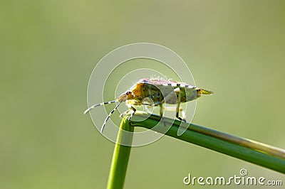 Insects, pentatomidae Stock Photo