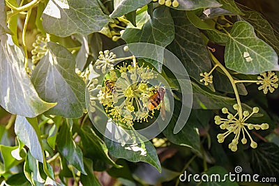 Insects pollinate flowering umbrella plant. Disguising an insect as bee. Close-up. Stock Photo