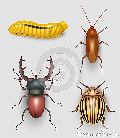 Insects realistic. Flying bugs crawling pest beetle garden grubs butterfly decent vector illustrations isolated Vector Illustration