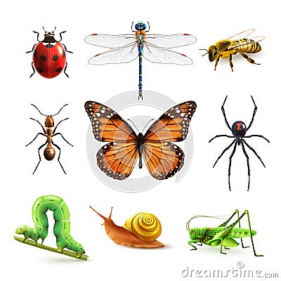 Insects realistic set Vector Illustration