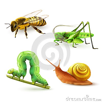 Insects realistic set Vector Illustration