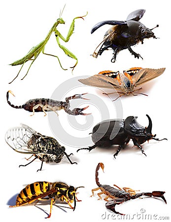 Insects and scorpions Stock Photo