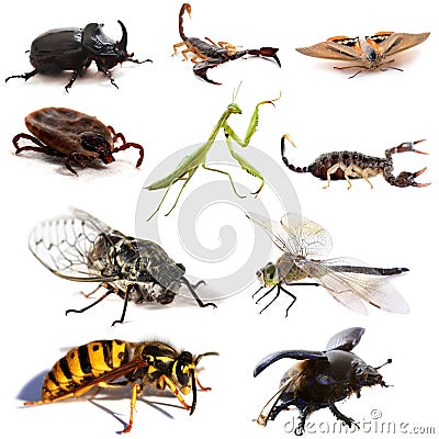 Insects and scorpions Stock Photo