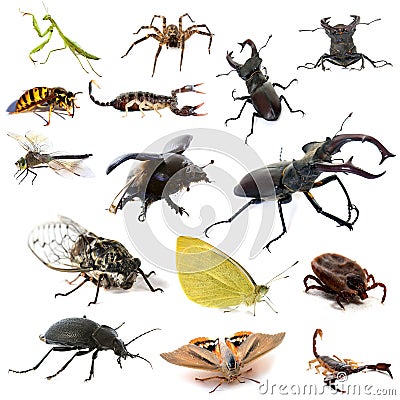 Insects and scorpions Stock Photo