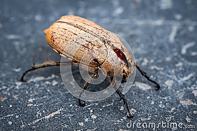 Insects Selective Focused ants killing, life on earth Micro Photography Stock Photo