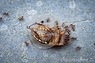 Insects Selective Focused ants killing, life on earth Micro Photography Stock Photo