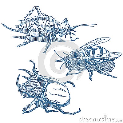 Insects set Vector Illustration