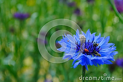 Insects are sit on a daisy Stock Photo