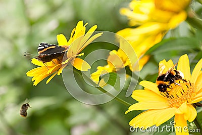 Insects on sunflowers in summer Stock Photo