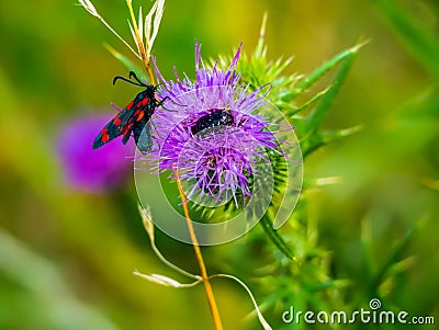 Insects working on the flower of wild plant, macro shot Stock Photo