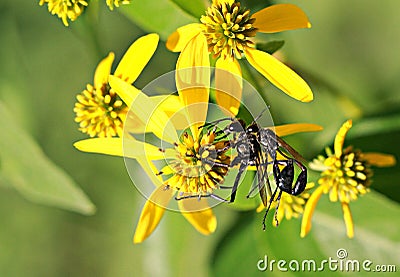 Insects on Yellow Flower Stock Photo