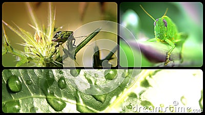 Insekten, Collage Insekten, Collage