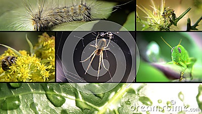 Insekten, Collage Insekten, Collage