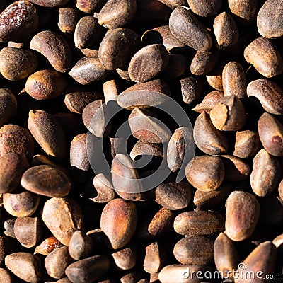 Inshell pine nuts. Cedar nuts. Background Texture. Macro Stock Photo