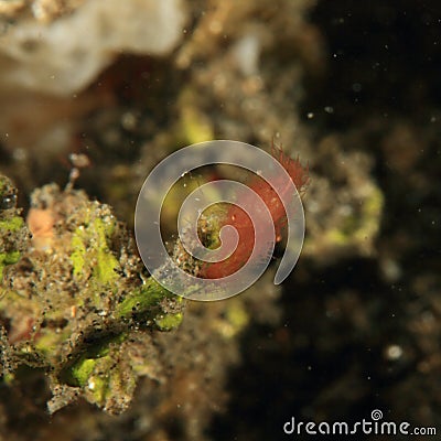 Inshore hairy shrimp Stock Photo