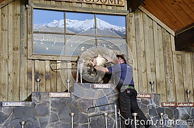 Inside Agrodome barn hall merino sheep wool Editorial Stock Photo