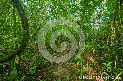 Inside of the amazonian Jungle, surrounding of dense vegetation in the Cuyabeno National Park, South America Ecuador Stock Photo