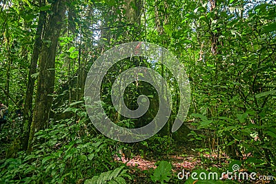 Inside of the amazonian Jungle, surrounding of dense vegetation in the Cuyabeno National Park, South America Ecuador Stock Photo