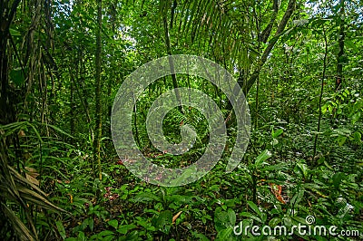 Inside of the amazonian Jungle, surrounding of dense vegetation in the Cuyabeno National Park, South America Ecuador Stock Photo