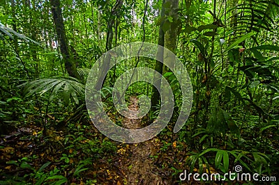 Inside of the amazonian Jungle, surrounding of dense vegetation in the Cuyabeno National Park, South America Ecuador Stock Photo