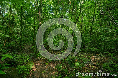 Inside of the amazonian Jungle, surrounding of dense vegetation in the Cuyabeno National Park, South America Ecuador Stock Photo