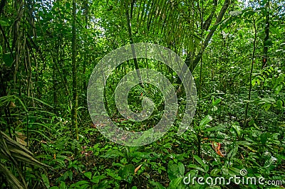 Inside of the amazonian Jungle, surrounding of dense vegetation in the Cuyabeno National Park, South America Ecuador Stock Photo