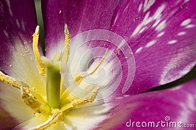 Inside a bright purple flower Stock Photo