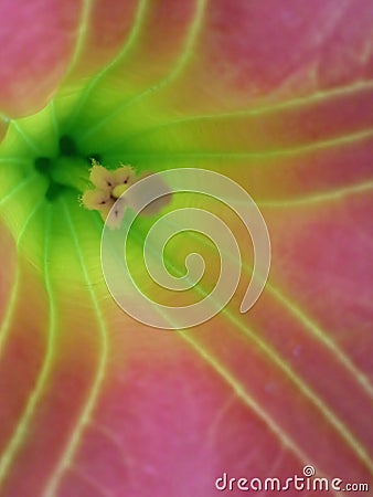 Inside Brugmansia Sanguinea / Angel`s Trumpet Stock Photo