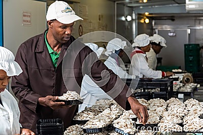 Inside a Commercial Mushroom Farm and packaging facility Editorial Stock Photo