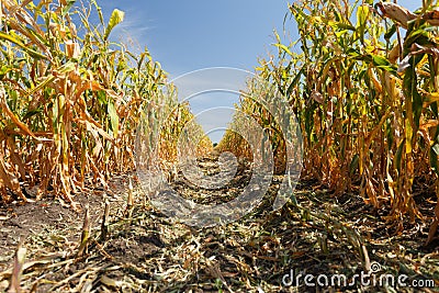 Inside the cornfield, end of summer Stock Photo