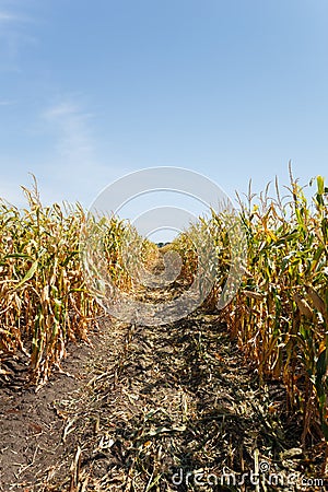 Inside the cornfield, end of summer Stock Photo