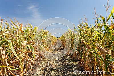 Inside the cornfield, end of summer Stock Photo