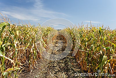 Inside the cornfield, end of summer Stock Photo