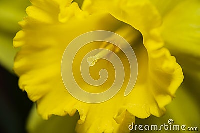 Inside a daffodill Stock Photo