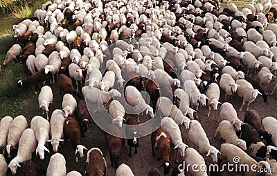 The inside the flock of sheep, seen from above. Ruminant domestic mammalia. Ovine cattle breeding. Stock Photo