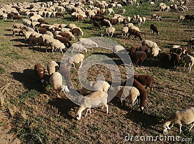 The inside the flock of sheep, seen from above. Group among green grass. Ruminant. Stock Photo