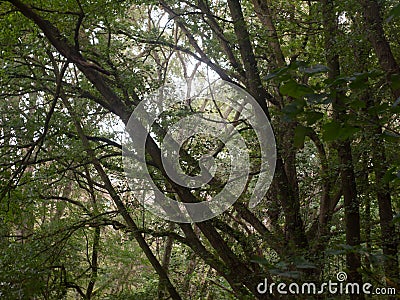 Inside forest with tree branches and leaves summer beautiful Stock Photo