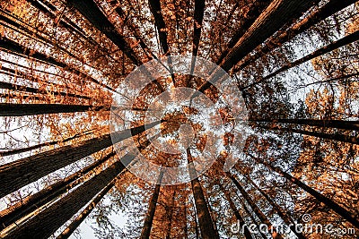Inside forest upward view in autumn time with Cypress trees Stock Photo