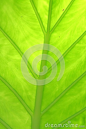 Inside A Giant Taro Stock Photo