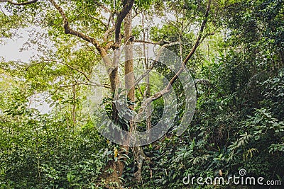 Inside jungle, tree in forest landscape - rainforest vegetation Stock Photo