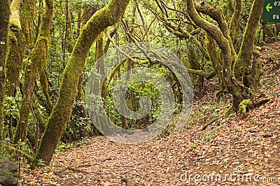 Inside a laurel forest typical of the Canary Islands Stock Photo