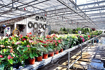 Greenhouse full of flowers and plants Stock Photo