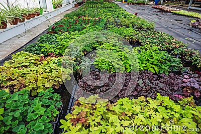 Inside new modern hydroponic greenhouse or hothouse for cultivation of decorative flowers and plants for gardening Stock Photo