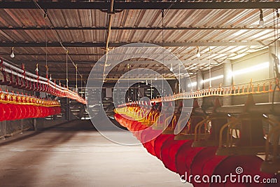 Inside of poultry modern farm and machine to give feed for small chicken Stock Photo