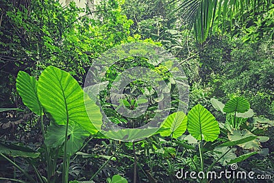 Inside rainforest, tropical forest, jungle landscape Stock Photo