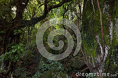 Inside rainforest vegetation Stock Photo